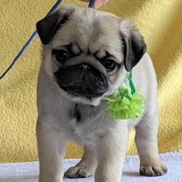 Biewer Terriers, Cotons de Tulear, Havanese, and Pugs from Liberty Show Dogs