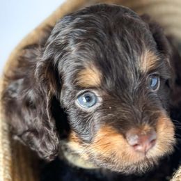 Cavapoos, Cockapoos, Cocker Spaniels, and Goldendoodles from Red Stick Kennels, LLC