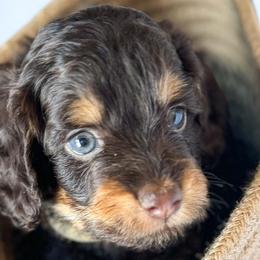 Cavapoos, Cockapoos, Cocker Spaniels, and Goldendoodles from Red Stick Kennels, LLC