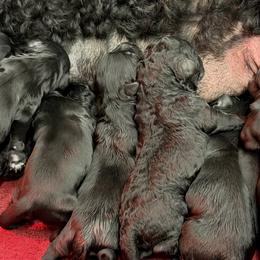 Girl 1 - Black and white female Portuguese Water Dog puppy in Chatfield, Minnesota from Next Generation