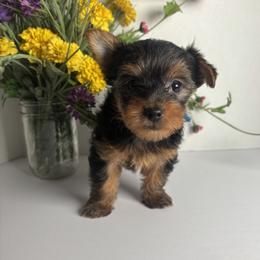 Yorkshire Terrier Puppies from Country Dog Kennels.