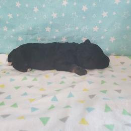 Nova - Phantom female Poodle puppy in Cleburne, Texas from Lone Star Standard Poodles LLC