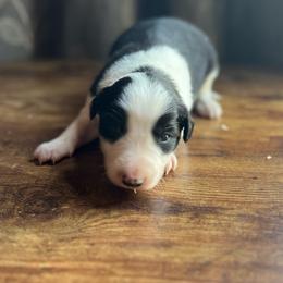 Garbanzo - Black and white male Border Collie puppy in Jefferson, Pennsylvania from Willis Farm