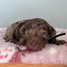 Rosie (Black) - Chocolate merle female Bernedoodle puppy in Rising Sun, Indiana from Ruby Lane Doodles