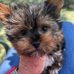 Bella - Black and tan female Yorkshire Terrier puppy in Kingston, Oklahoma from Lake Life