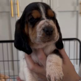 Morticia - Black brown and white female Basset Hound puppy in Dalton, Georgia from Pride Rock Basset Hounds
