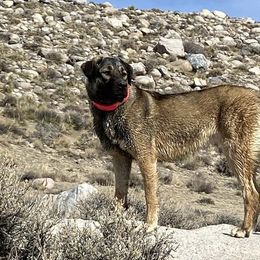 Anatolian Shepherd Dogs from Fyne Acres