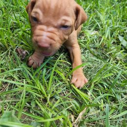 Vizsla Puppies from Western Tennessee Vizslas