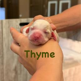 Thyme - Red roan male Cockapoo puppy in Colorado Springs, Colorado from Colorado Cockapoos