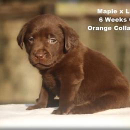Orange - Chocolate male Labrador Retriever puppy in Huntington, Texas from Soggy Bottom Retrievers