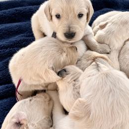 Male 3 - Light golden male Golden Retriever puppy in Rainier, Washington from Hanson’s NW Goldens & Doodles