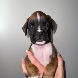 Easton - Fawn male Boxer puppy in Jamesville, New York from Reynolds Homestead Boxers