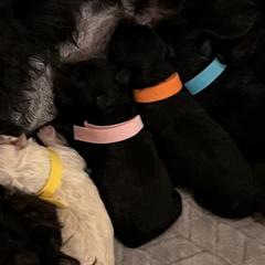Pink Girl - Black female Pumi puppy in Stafford, Virginia from Catherine Medina-DeVilliers