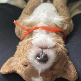 Goldendoodles from Northern Stars Doodles