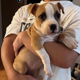 Belly - Fawn female American Staffordshire Terrier puppy in Byron, Georgia from Lelani
