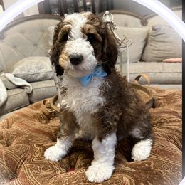 Bernedoodles from Sunridge Doodles