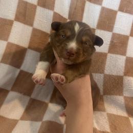 Patty - Red tri-color male Australian Shepherd puppy in Mcmillan, Michigan from Hall-N-Auss Australian shepherds