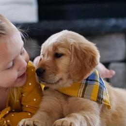 Golden Retrievers from Mae Valley Goldens