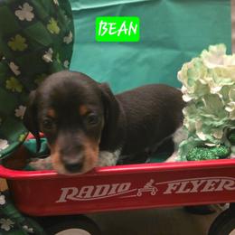 Bean - Piebald male Dachshund puppy in Poplarville, Mississippi from T's Kennel