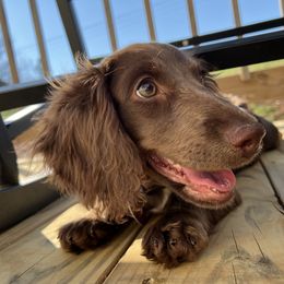 Evie - Dachshund
