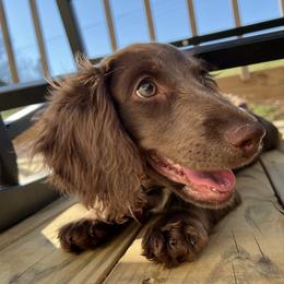 Evie - Dachshund