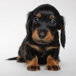 Max - Black and tan male Dachshund puppy in Red Bud, Illinois from Midwest Miniature Dachshunds