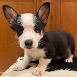 George - Black and tan male Pembroke Welsh Corgi puppy in Rosharon, Texas from Hallin’ Corgis