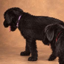 Felise - Black female Giant Schnauzer puppy in Helena, Alabama from The Copper Cottage Canines LLC