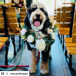 Bernedoodle Puppies from Natchez Trace Doodles