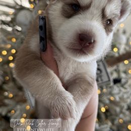 Moon - Red and white female Siberian Husky puppy in Manteca, California from Wolves with Amor