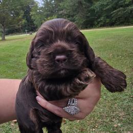 Nutmeg - Brown female Cocker Spaniel puppy in Florence, South Carolina from Reddick's American Cocker Spaniels