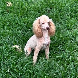 Honey - Poodle