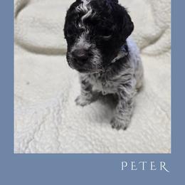 Boy 4 - Brown roan male Lagotto Romagnolo puppy in Salida, California from Harper's Lagotti