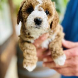Girl 2 - Red Cavapoo puppy in Natural Bridge, Virginia from Rockbridge Puppies