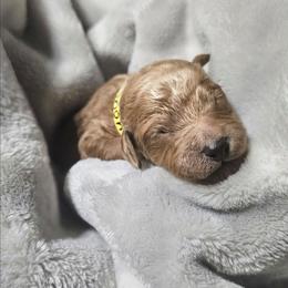 CINNAMON - Apricot female Goldendoodle puppy in Harris County, Texas from Cute & Curly Doodles
