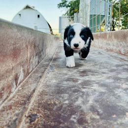 Miniature Australian Shepherd Puppies from Broken T Australian Shepherds