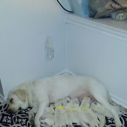 Labrador Retriever Puppies from A.L. English Labradors