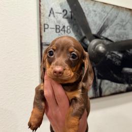 Boy 1 - Chocolate and tan male Dachshund puppy in Daytona Beach, Florida from Tropic Dachshunds