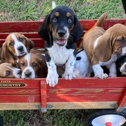 Basset Hounds from Albright Hippie Hillbilly Farm