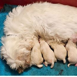 Barney - White male Maltese puppy in Carthage, Missouri from Cooley's Cuddle Pups