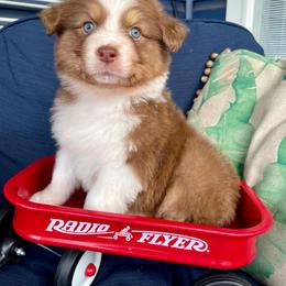 Daisy - Red tri-color female Australian Shepherd puppy in Landenberg, Pennsylvania from Aussie4Life