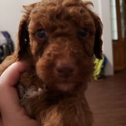 Boy 2 - Poodle puppy from Stutman Hollow Poodles