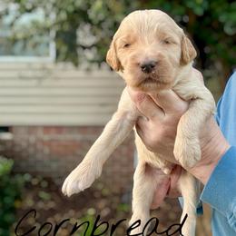 Cornbread - Apricot male Goldendoodle puppy in Mocksville, North Carolina from Little Bear Doodles
