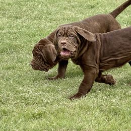 Gloria - Mahogany female Neapolitan Mastiff puppy in Canyon, Texas from Mastini Della Forte