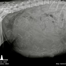 Labrador Retriever Puppies from Mission Ready Retrievers