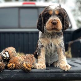 English Springer Spaniel Puppies from Roan Creek Kennels