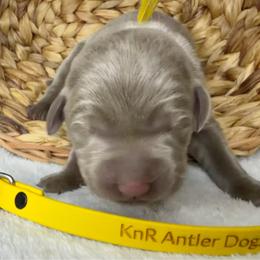 Addi - Silver female Dilute Retriever puppy in Grants Pass, Oregon from KnR Antler Dogs
