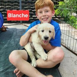5th pick of the Golden Girls Litter - Light golden female Golden Retriever puppy in Fithian, Illinois from LOMAH Retrievers