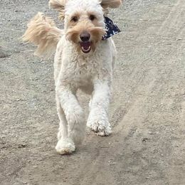 Goldendoodle, Poodle, and Sheepadoodle All Grown Up from Brewer's Goldendoodles & Sheepadoodles