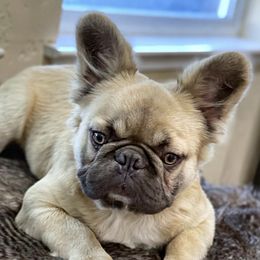 Deebo - French Bulldog